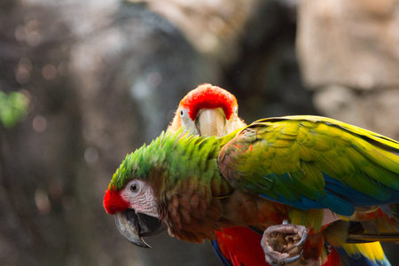 Pretty couple of multicolored parrots