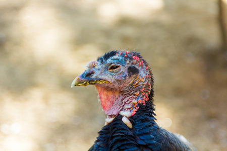 domestic turkeyの写真素材