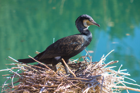 Great Cormorant (Phalacrocorax carbo)の写真素材