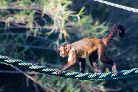 Capuchin monkey walking on a rope (Cebus apella)の写真素材