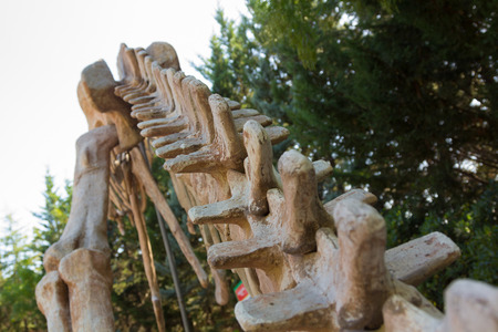 skeleton of a dinosaur Tyrannosaurus Rexの写真素材