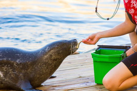 MADRID,SPAIN - October, 31: Sea Lions coach performs a show with them in a theme park. on October, 31, 2014 in Madrid, Spainのeditorial素材