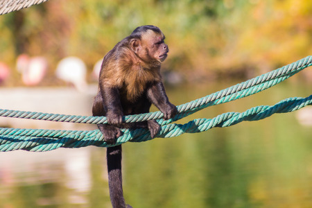 Capuchin monkey walking on a rope (Cebus apella)の写真素材