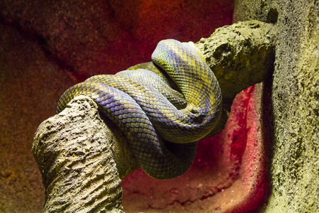 tree branch coiled serpent