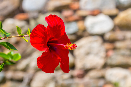 beautiful red flower Hibiscusの写真素材