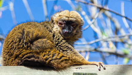 Rufo red lemur (Varecia variegata rubra)の写真素材
