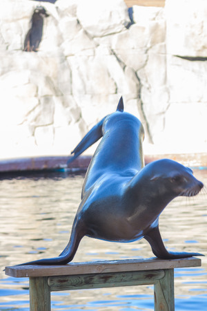 Sea Lion doing pine (Zalophus californianus)の写真素材