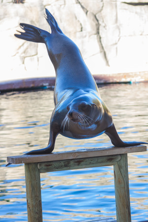 Sea Lion doing pine (Zalophus californianus)の写真素材