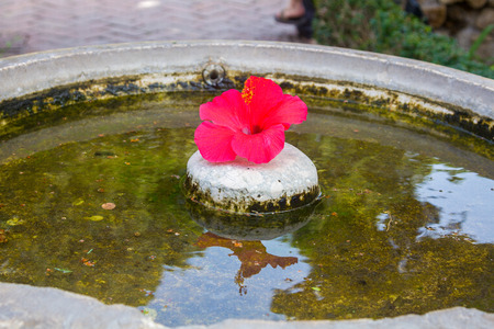 fountain with red flower in Alcazar de Malaga, Spainの写真素材