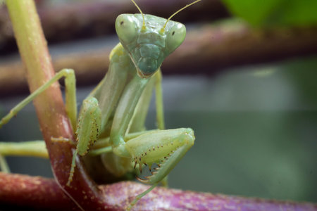 Macro image of an insect Praying mantis