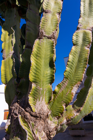 cactus huge size with sky backgroundの写真素材