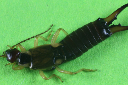 Insect earwig (forfícula auricularia)
