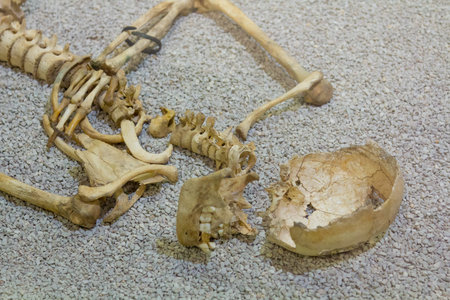 Old skeleton of a human being