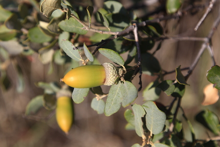 In the branch of an oak tree acornsの写真素材