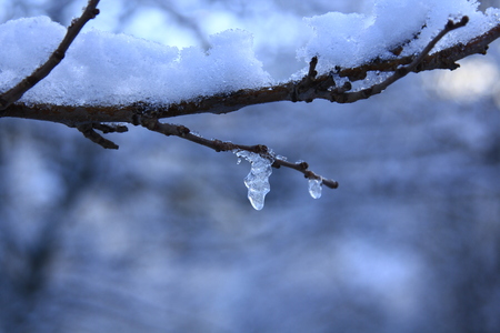 Branches covered with snow with glitter in the sunの写真素材