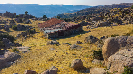 House cattle in the mountainsの写真素材