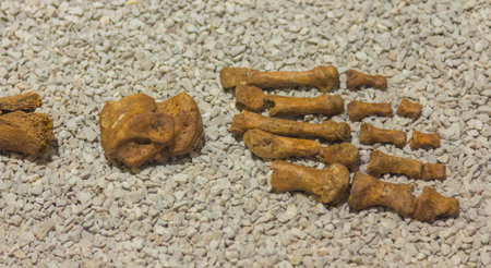 details of bones of an old human skeleton