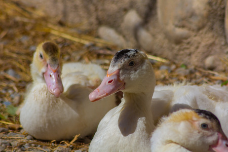 Farm ducks rest on the groundの写真素材