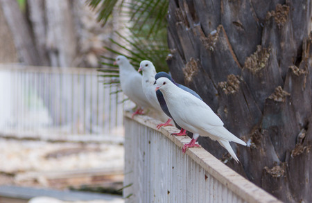 White and gray pigeons on the railing of a parkの写真素材