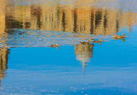 Family of ducks swim in a quiet riverの写真素材