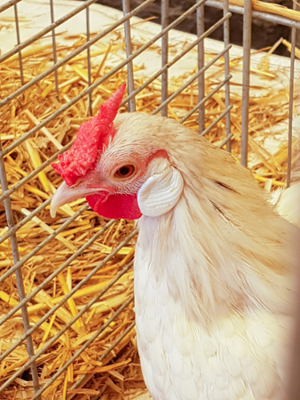 Hens to lay eggsの写真素材