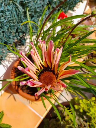 Nice flowers in springの写真素材