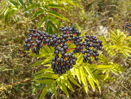 Black seeds on a green plantの写真素材