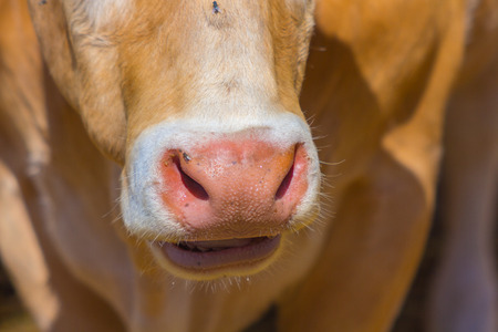 close up of the nose and mouth of a cowの写真素材