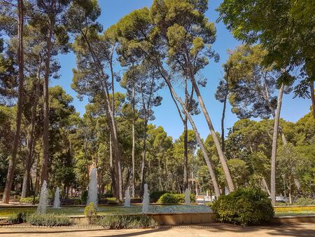 Path inside a park full of treesの写真素材