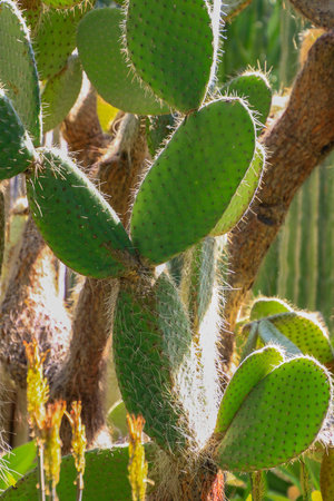 OPUNTIA FICUS-INDICA , cactus called prickly pearの写真素材