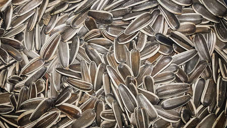 background with lots of unpeeled sunflower seedsの写真素材