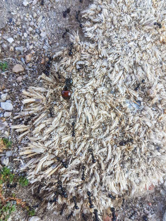 ant colony on the groundの写真素材