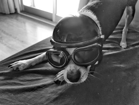 black and white chihuahua with biker suitの写真素材