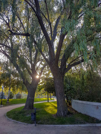 Path inside a park full of treesの写真素材