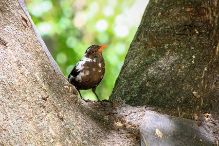 small brown bird with white spots