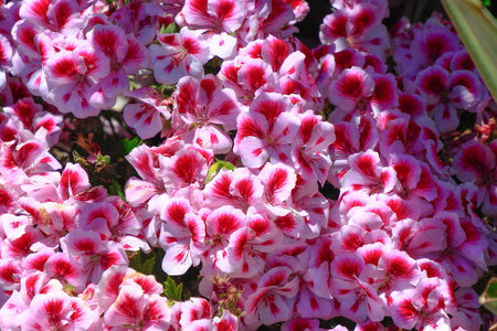 beautiful flowers with pink petals