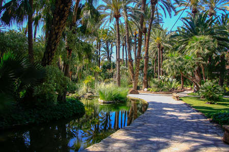 Path inside a park full of treesの写真素材