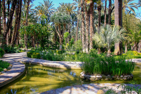 Path inside a park full of treesの写真素材