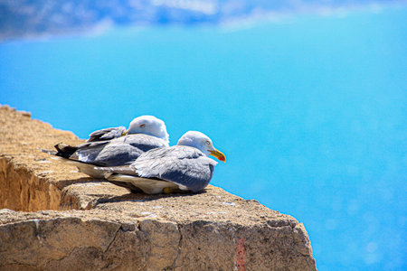 seagulls sleeping in the sun on a wallの写真素材
