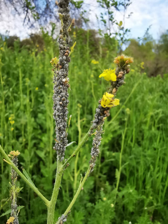 colony of aphids attacking a plantの写真素材