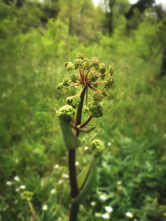 (Thapsia villosa) great flower bud birthの写真素材