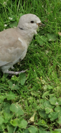 old pigeon with worn feathersの写真素材