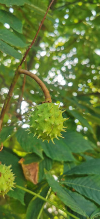chestnuts on the tree unopenedの写真素材