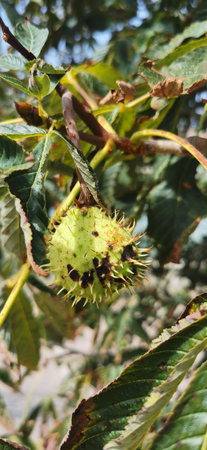 chestnuts on the tree unopened