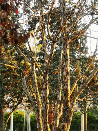 Sunlit Tree in Autumn Forest With Colorful Leaves