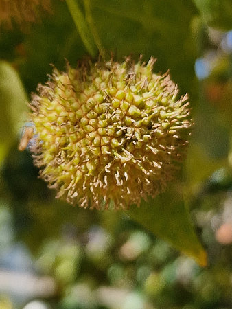 Close-Up of Prickly Green Chestnut on Tree Branch