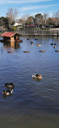 mallard ducks swimming gracefully in a serene pond on a sunny afternoonの写真素材
