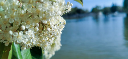 Close-up of some beautiful white flowers in the fieldの写真素材