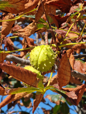 Close-Up of Prickly Green Chestnut on Tree Branchの写真素材