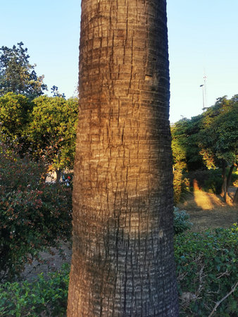 Tall palm trees reaching towards a clear blue sky in a sunny outdoor setting during the daytimeの写真素材
